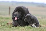 DOGUE DU TIBET 740